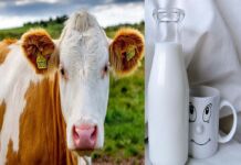 Cow-Milk