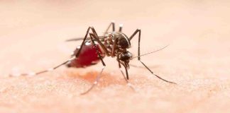 dengue-fever-symptoms